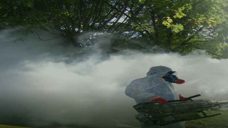 Cómo Eliminar Cucarachas Definitivamente en Lima